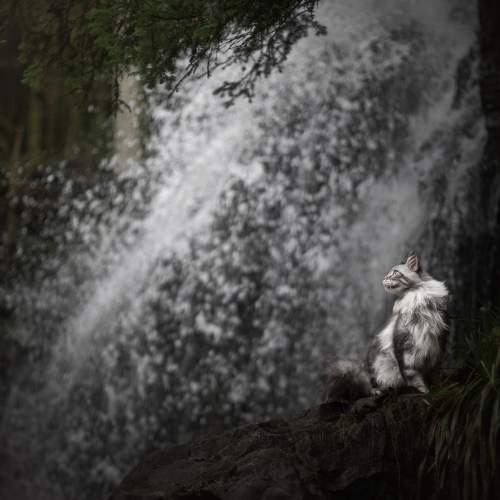 As wild as waterfalls