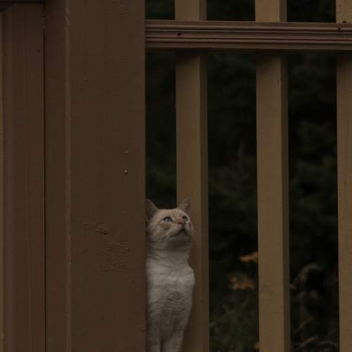 Photo #10817225