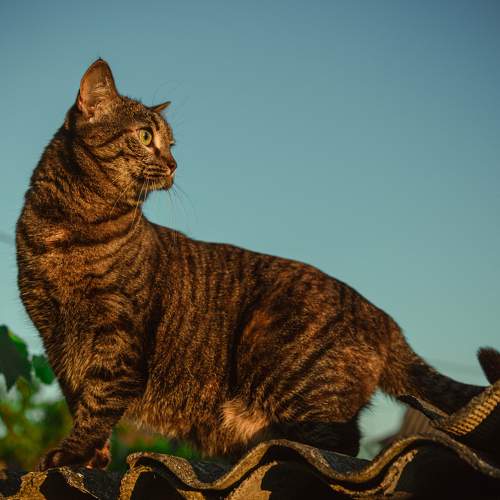 Photo #10817413