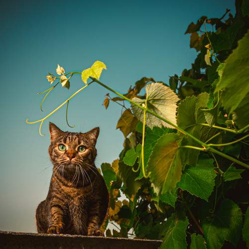 Photo #10817415