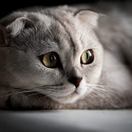 Photo #10817659