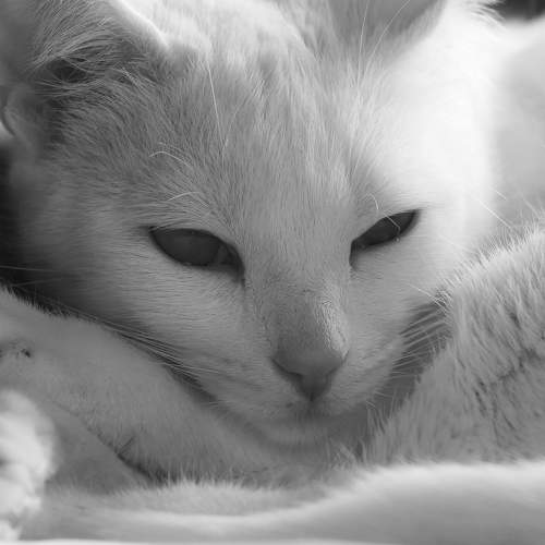 Photo #10818275