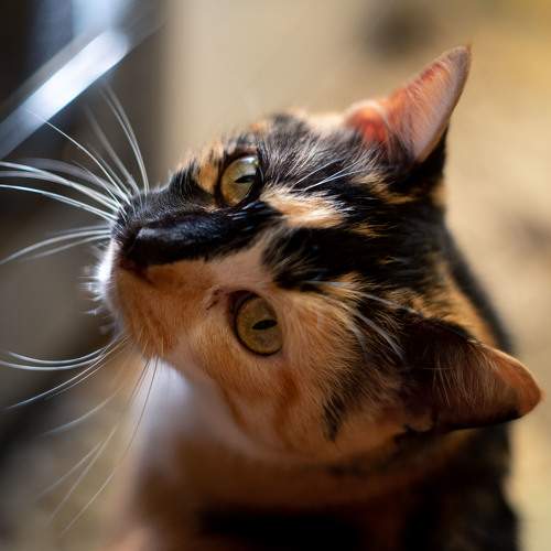 Photo #10818582