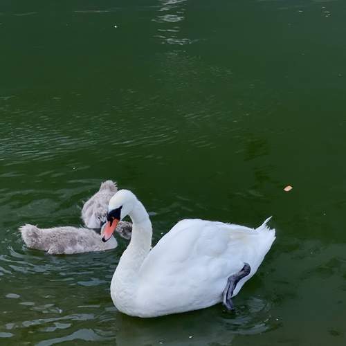 Photo #10818593
