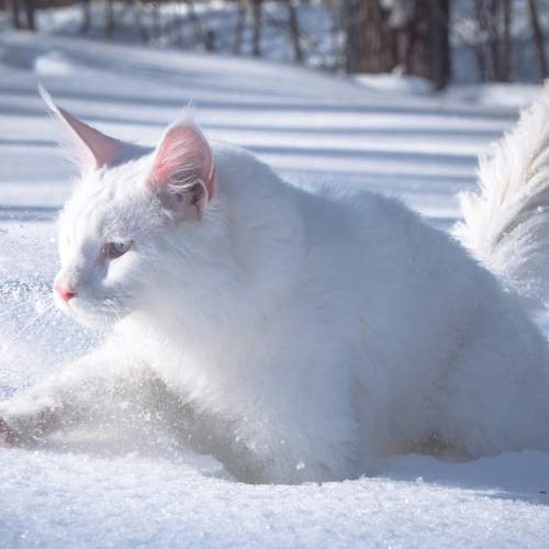 Photo #10818794