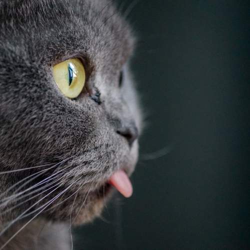 Photo #10818967