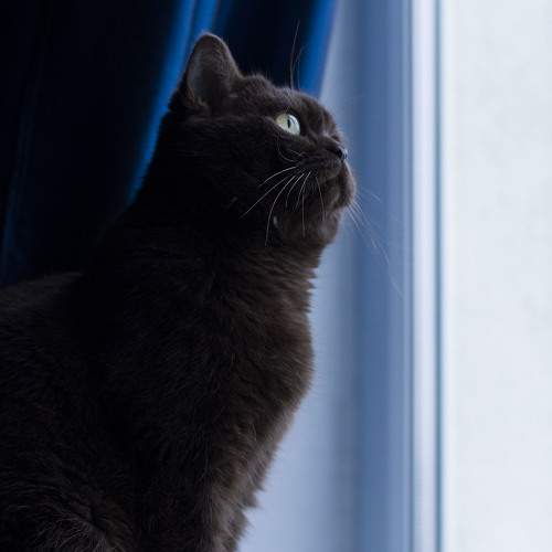 Photo #10819036