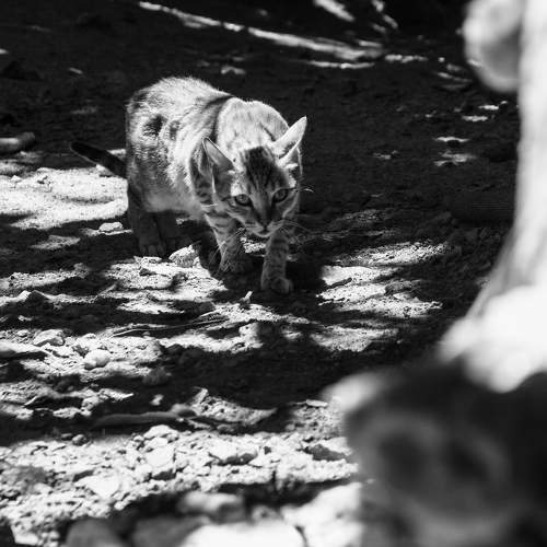 Photo #10819704