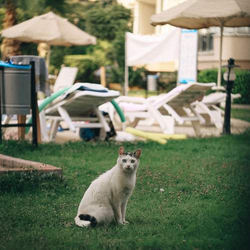 Photo #10820519