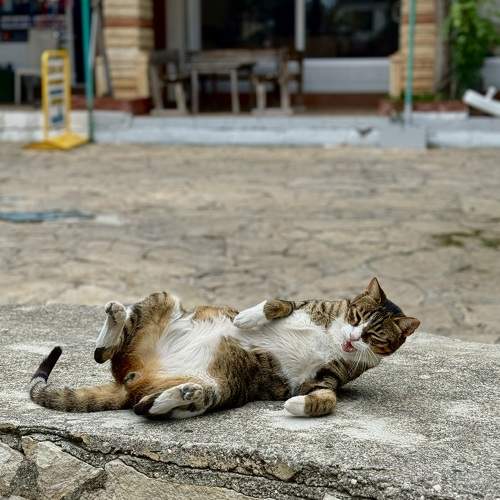 Photo #10820859