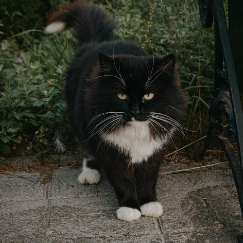 Photo #10821080