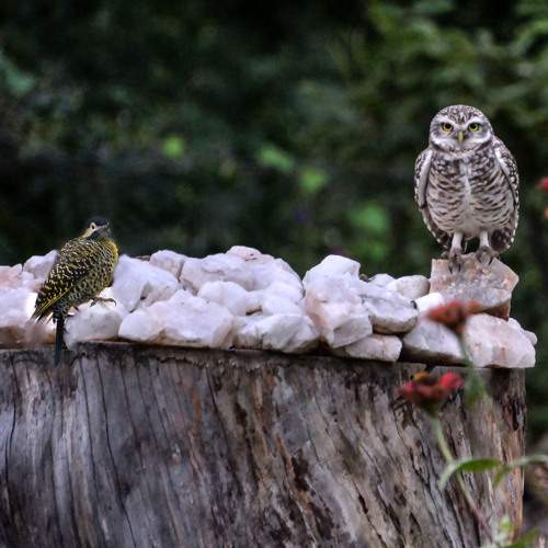Photo #10821116