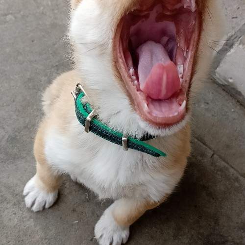 Photo #10821168