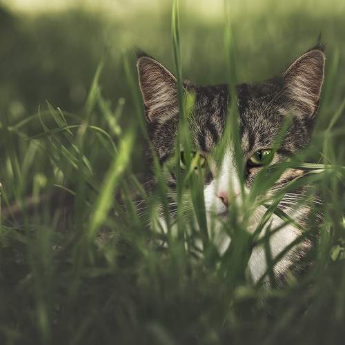 Photo #10821281