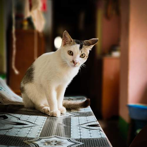 Photo #10821304