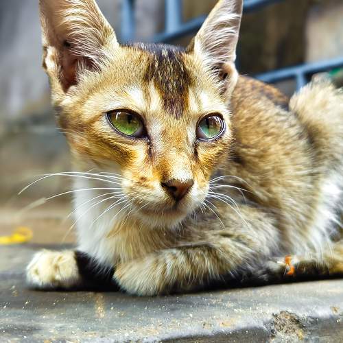 Photo #10821308