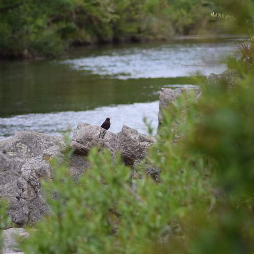 Photo #10821330