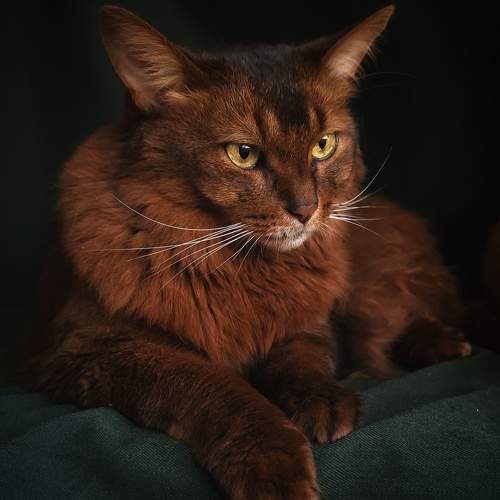 Photo #10821586