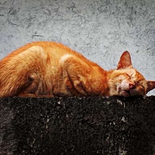 Photo #10821600