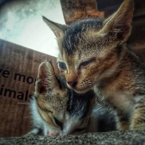 Photo #10821611