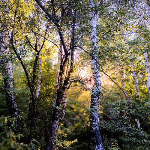 Photo #10821614