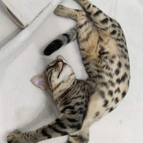 Photo #10821708