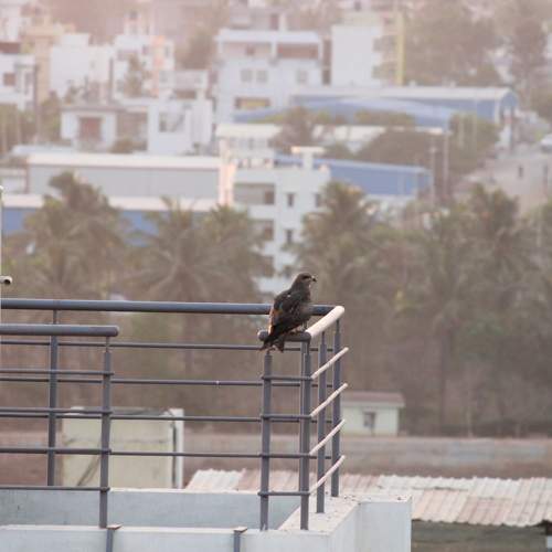 Photo #10821856