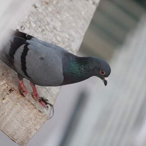 Photo #10821858
