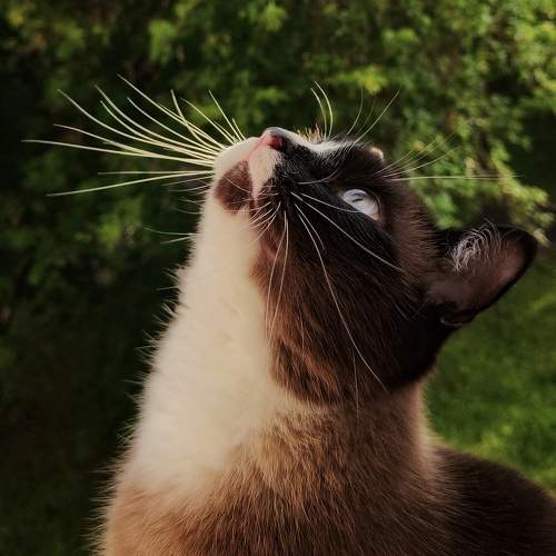 Photo #10821993