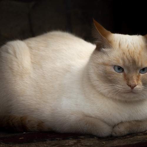 Photo #10822064