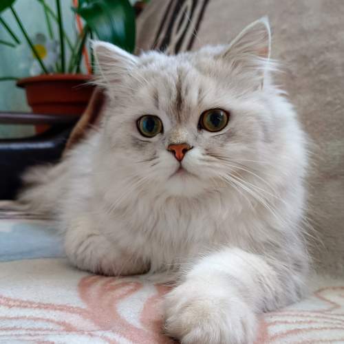 Photo #10822104