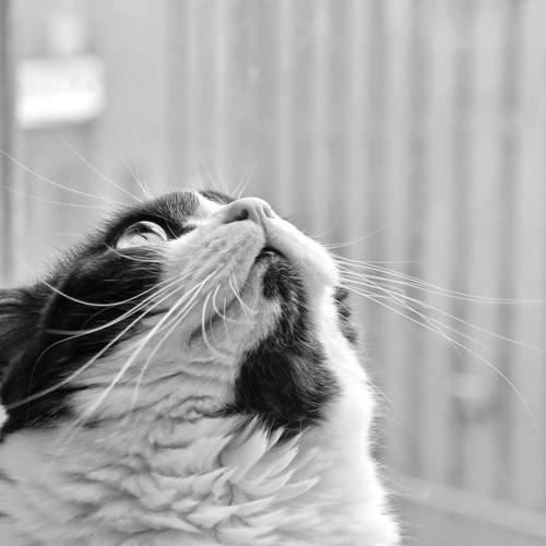 Photo #10822256