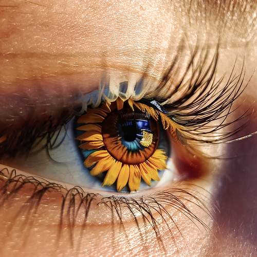 SunFlower with Eye