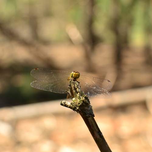 Photo #10824202