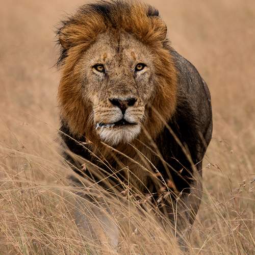 Photo #10824424