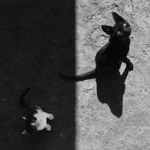 Photo #10824603