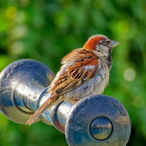 Photo #10827383