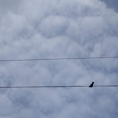 Photo #10828220