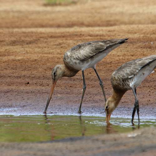 Фотография #10828364