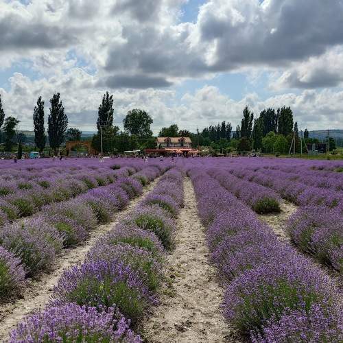 Photo #10829948
