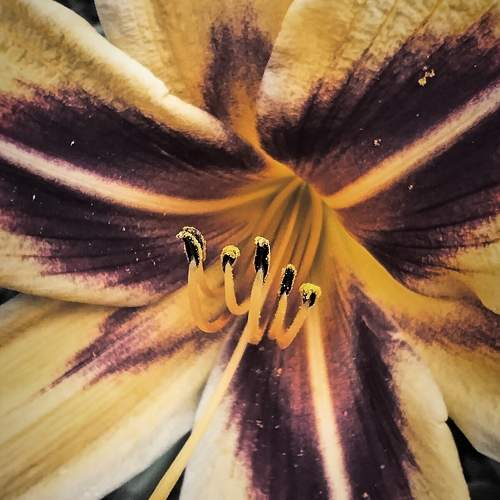 Photo #10831189