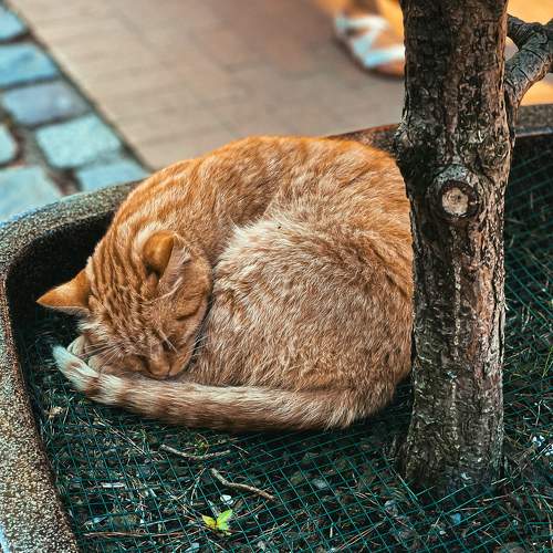 Photo #10831482