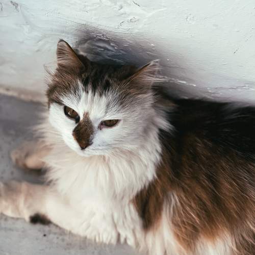 Photo #10831486