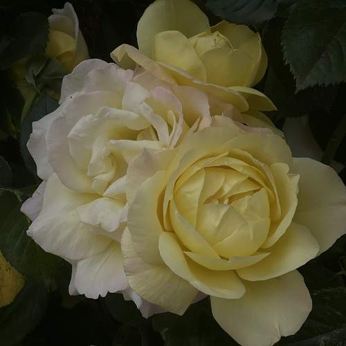 Photo #10831652