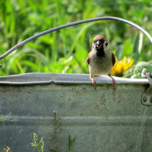 Воробушек