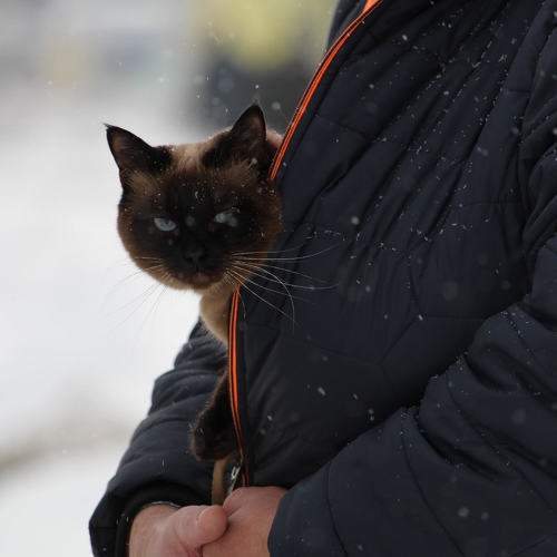 Photo #10833612