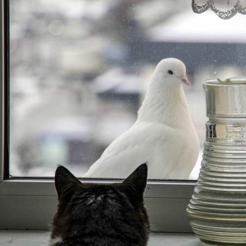 Photo #10833685