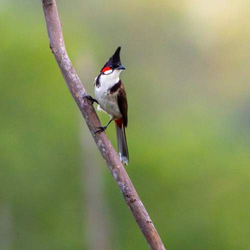 Photo #10833707