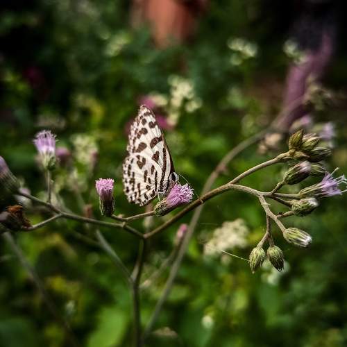 LIFE- No matter in what form is beautiful.
