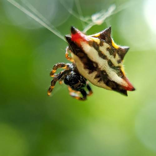 Gasteracantha fornicata